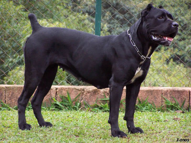 Chó Ngao Ý, Cane Corso, giá bao nhiêu? Mua bán chó Ngao Ý ở VN