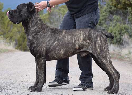 Đặc điểm chó Ngao Ý- Cane Corso