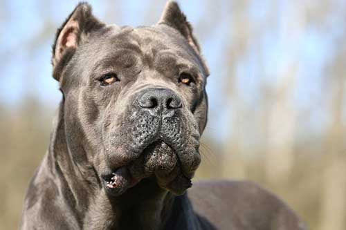 Tính cách chó Ngao Ý- Cane Corso