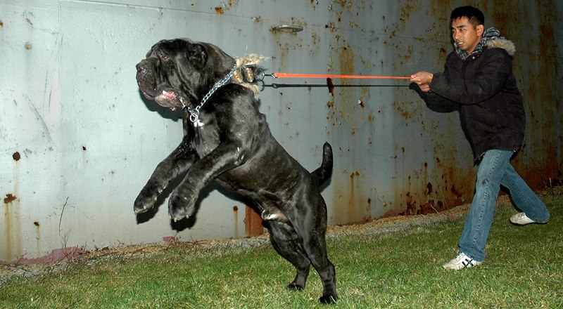 chó neapolitan mastiff